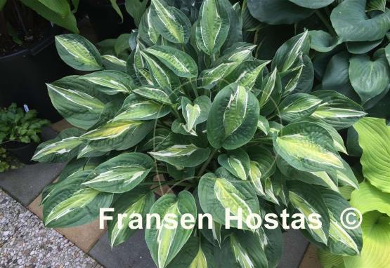 Hosta Snake Eyes